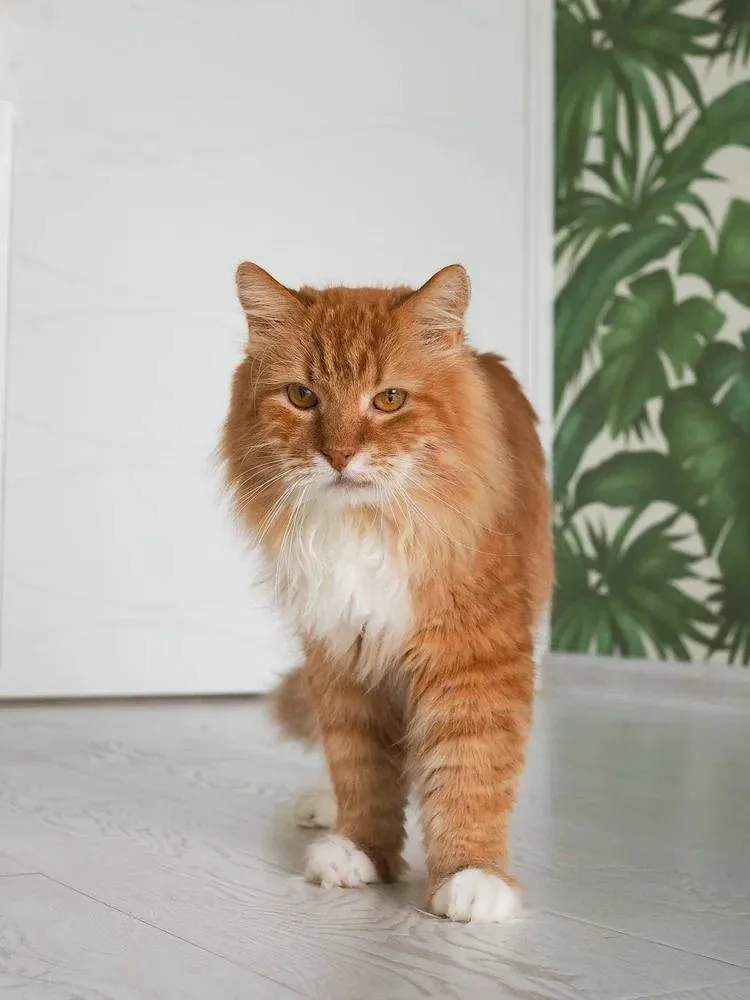 Кошка Лайм, кот, Meow Family, Москва. Фото 4 из 7.