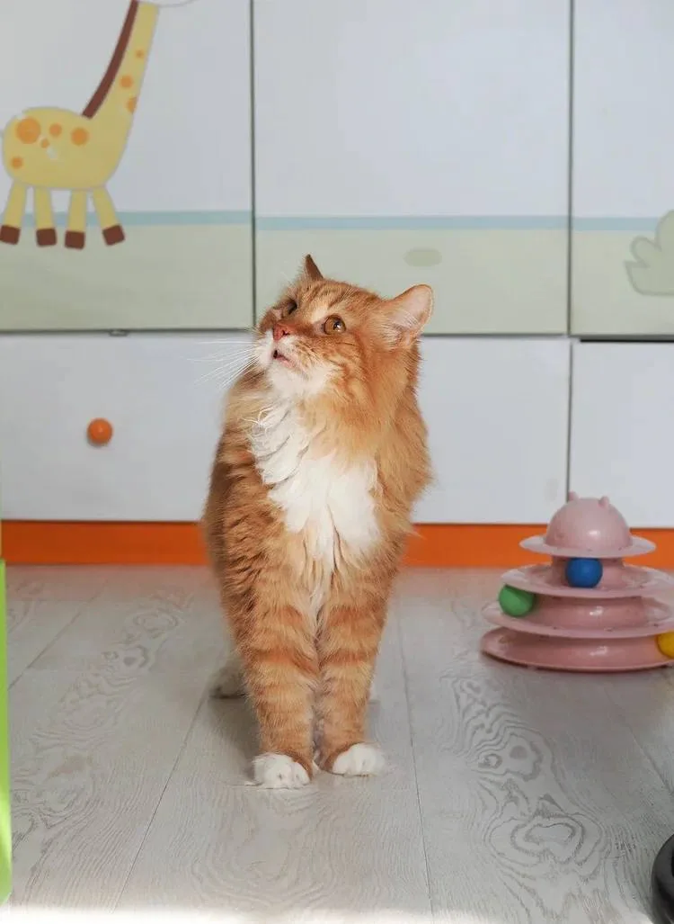 Кошка Лайм, кот, Meow Family, Москва. Фото 6 из 7.