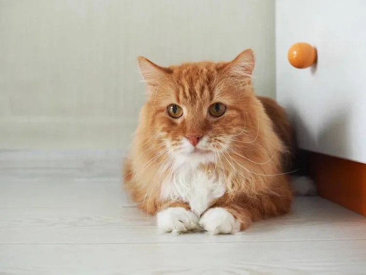 Кошка Лайм, кот, Meow Family, Москва. Фото 7 из 7.