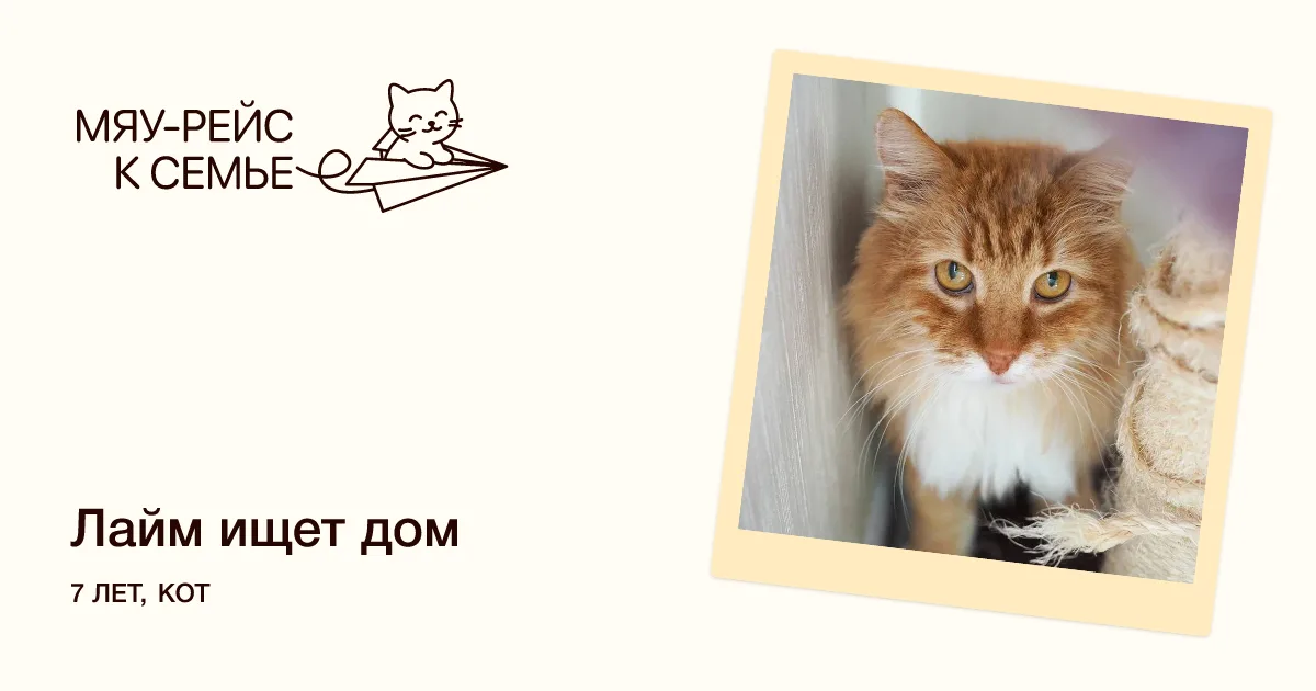 Кошка Лайм, кот, Meow Family, Москва. Фото 1 из 8.