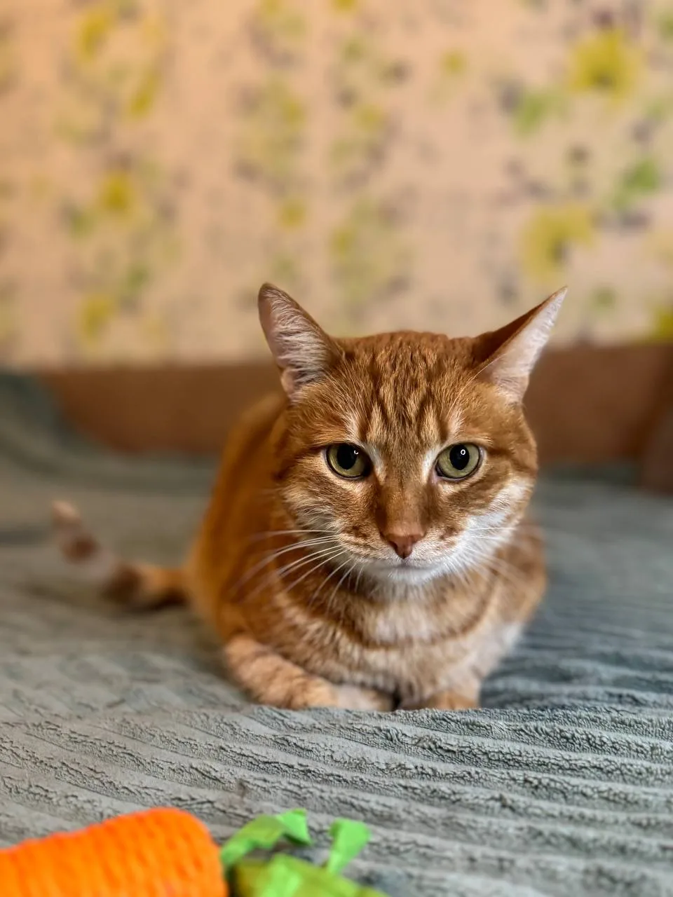 Кошка Пончик, кот, Meow Family, Москва. Фото 1 из 5.