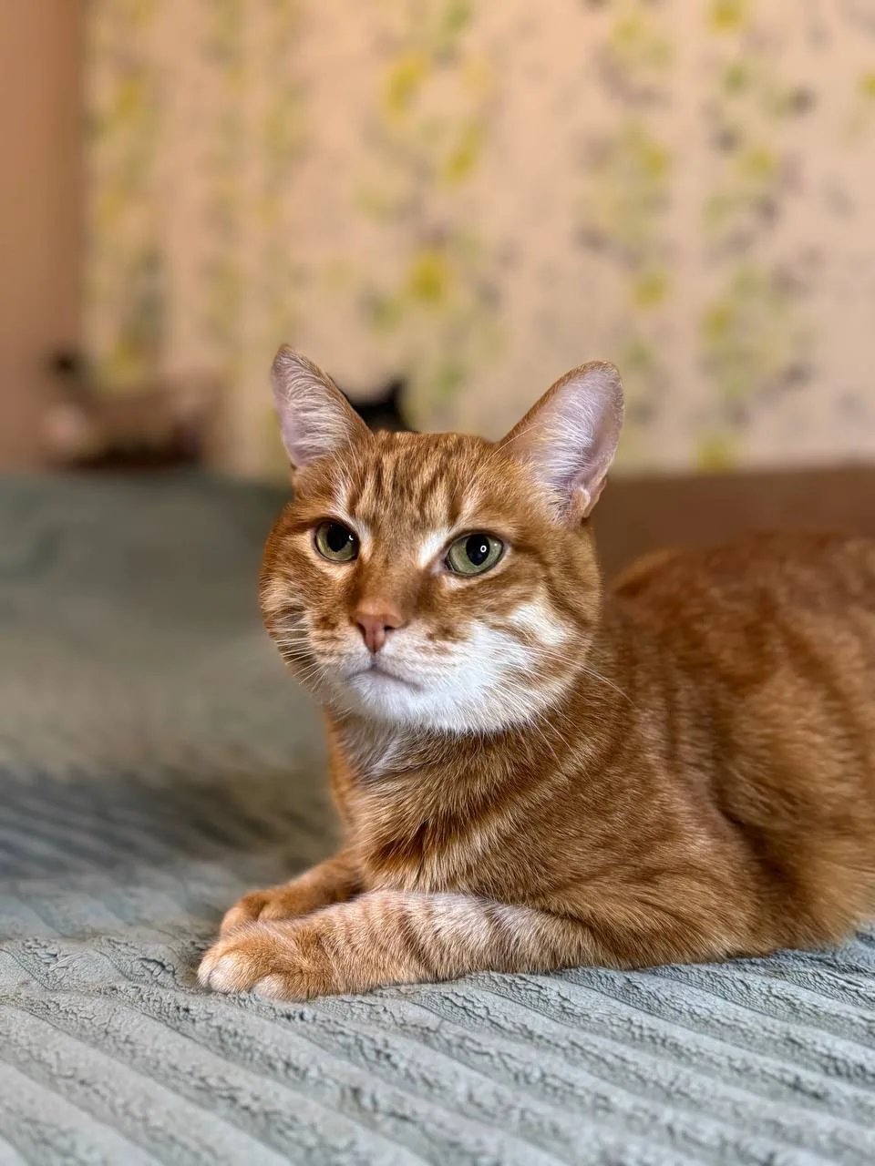 Кошка Пончик, кот, Meow Family, Москва. Фото 2 из 5.