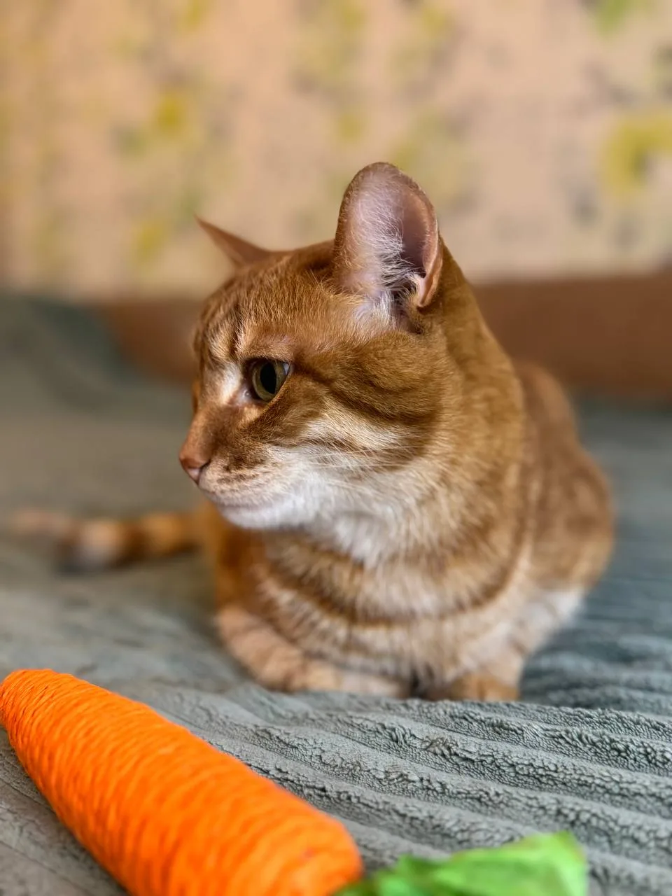 Кошка Пончик, кот, Meow Family, Москва. Фото 3 из 5.