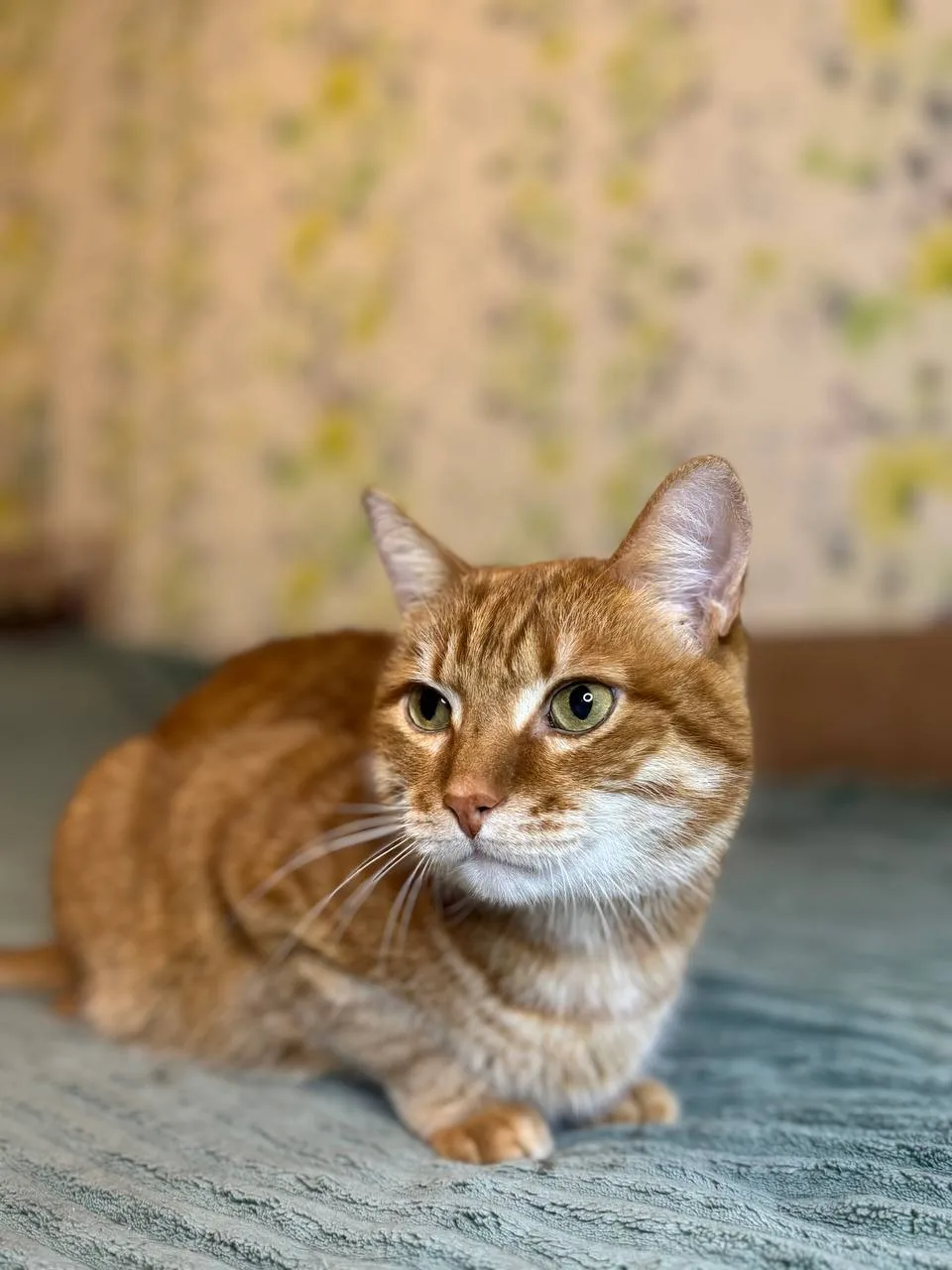 Кошка Пончик, кот, Meow Family, Москва. Фото 4 из 5.
