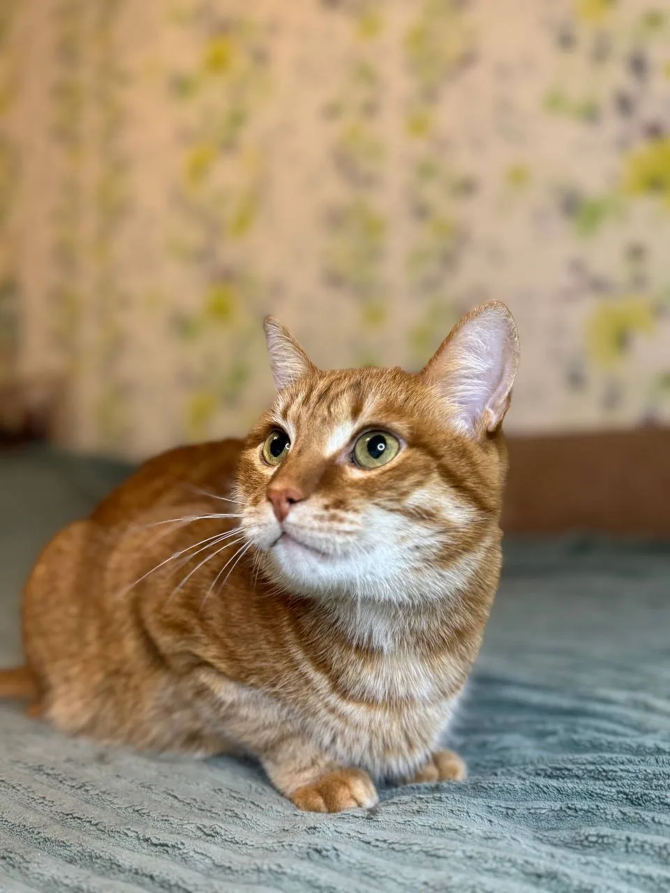 Кошка Пончик, кот, Meow Family, Москва. Фото 5 из 5.