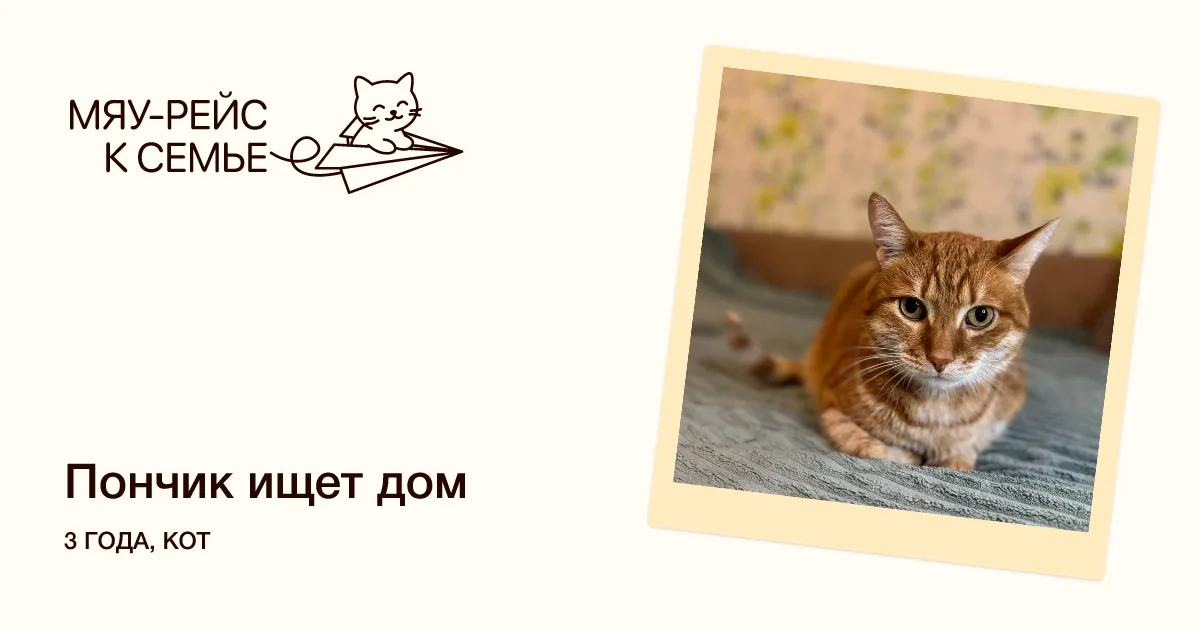 Кошка Пончик, кот, Meow Family, Москва. Фото 1 из 6.