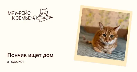 Пончик — кошка Около 3 лет, Москва