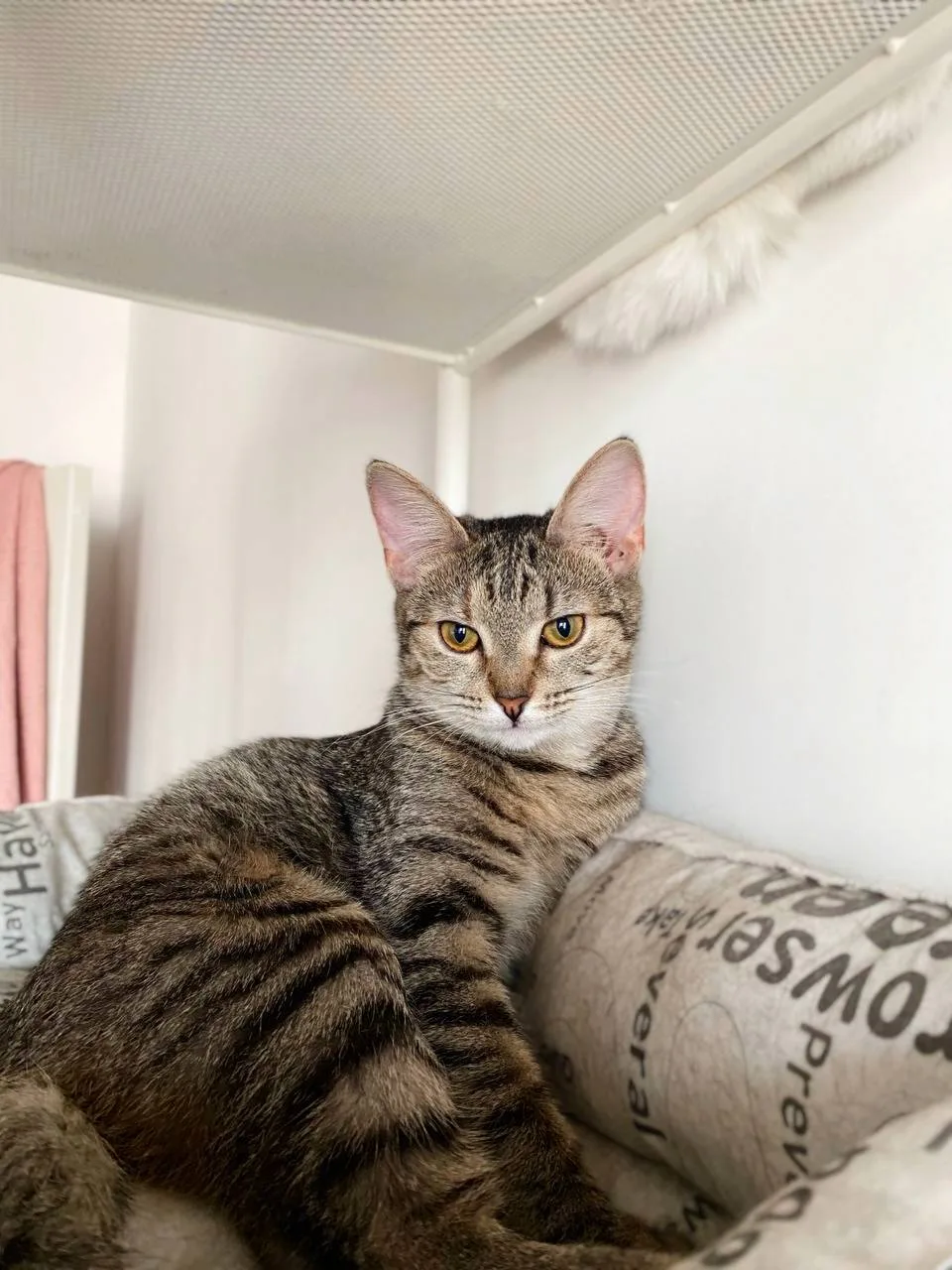 Кошка Айва, кошка, Meow Family, Москва. Фото 3 из 5.