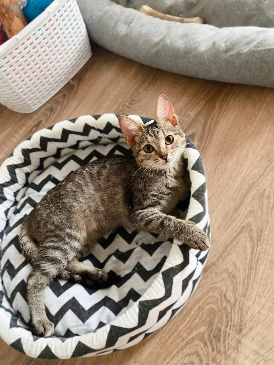 Кошка Айва, кошка, Meow Family, Москва. Фото 4 из 5.