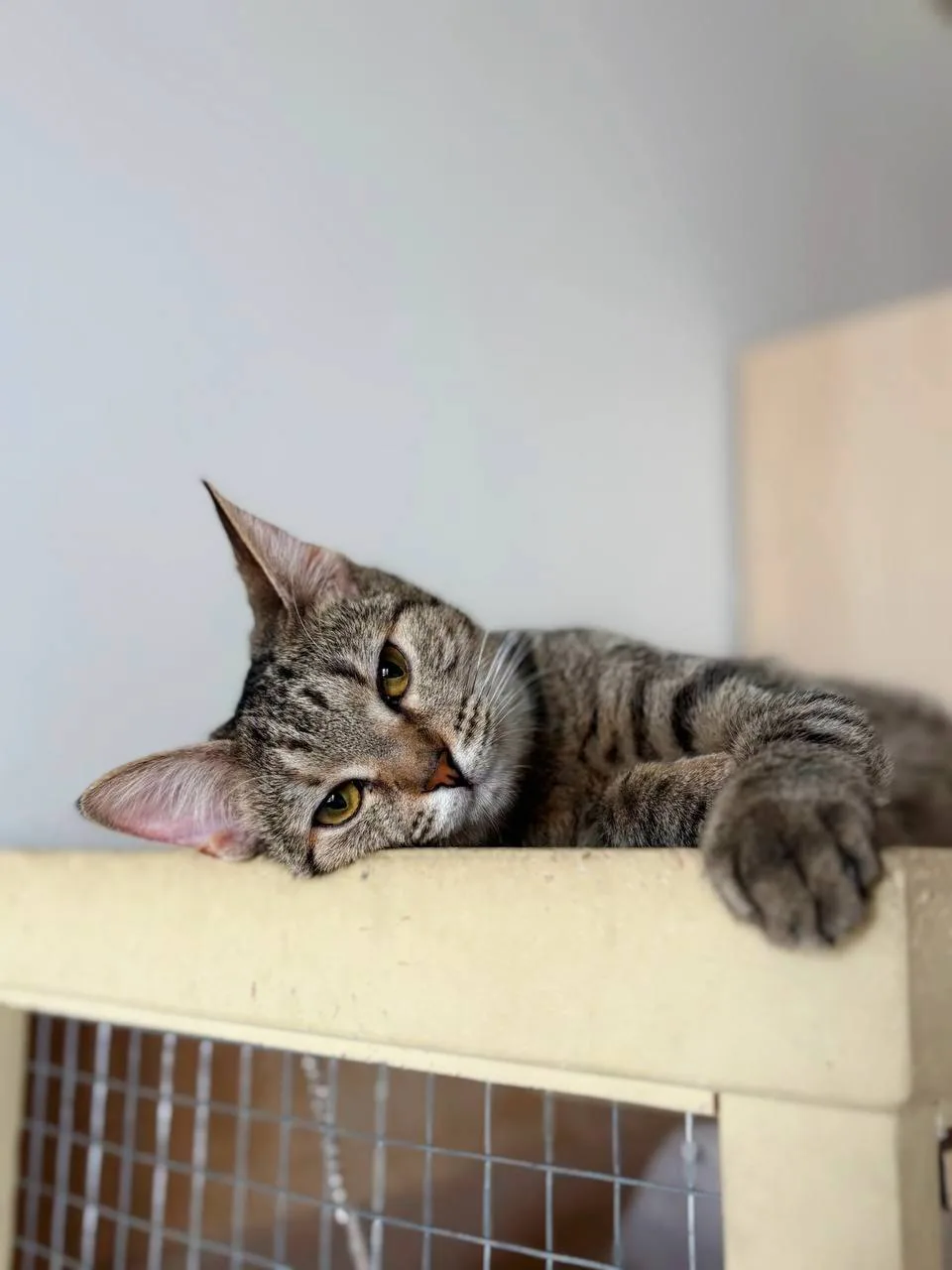 Кошка Айва, кошка, Meow Family, Москва. Фото 5 из 5.