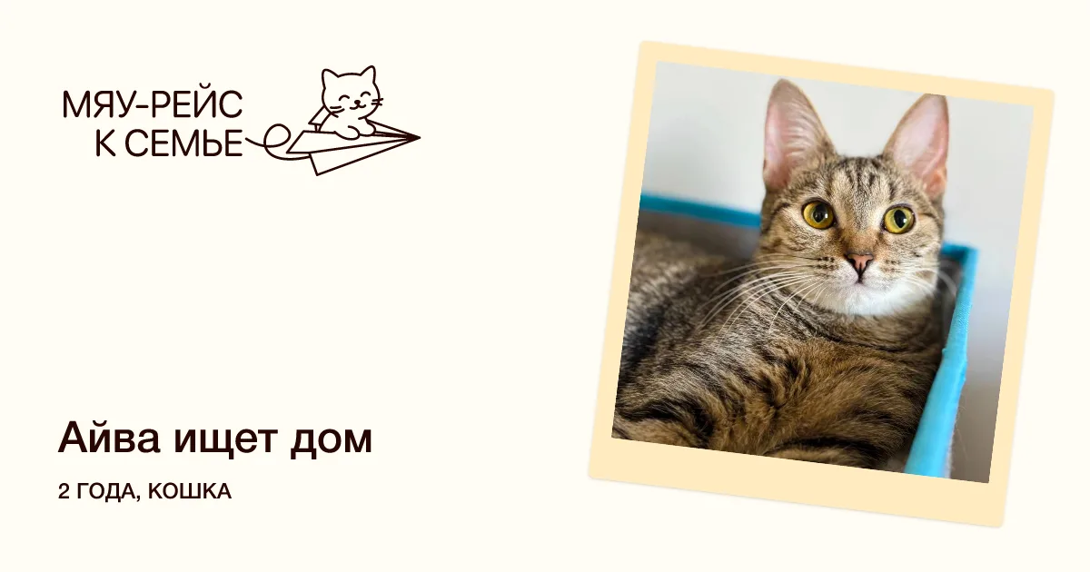 Кошка Айва, кошка, Meow Family, Москва. Фото 1 из 6.