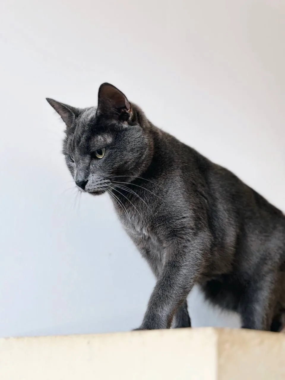 Кошка Дэнни, кот, Meow Family, Москва. Фото 2 из 4.