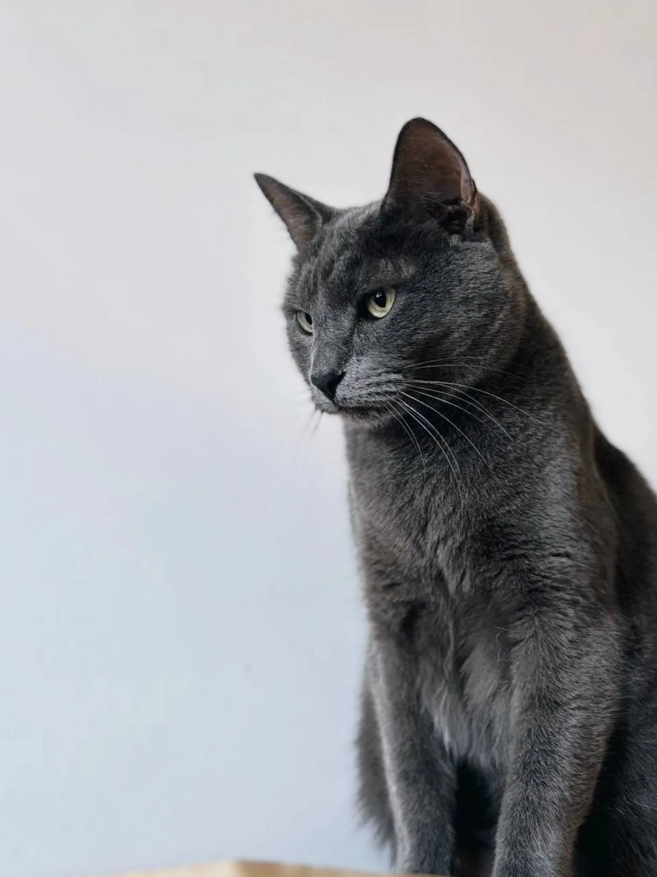 Кошка Дэнни, кот, Meow Family, Москва. Фото 3 из 4.