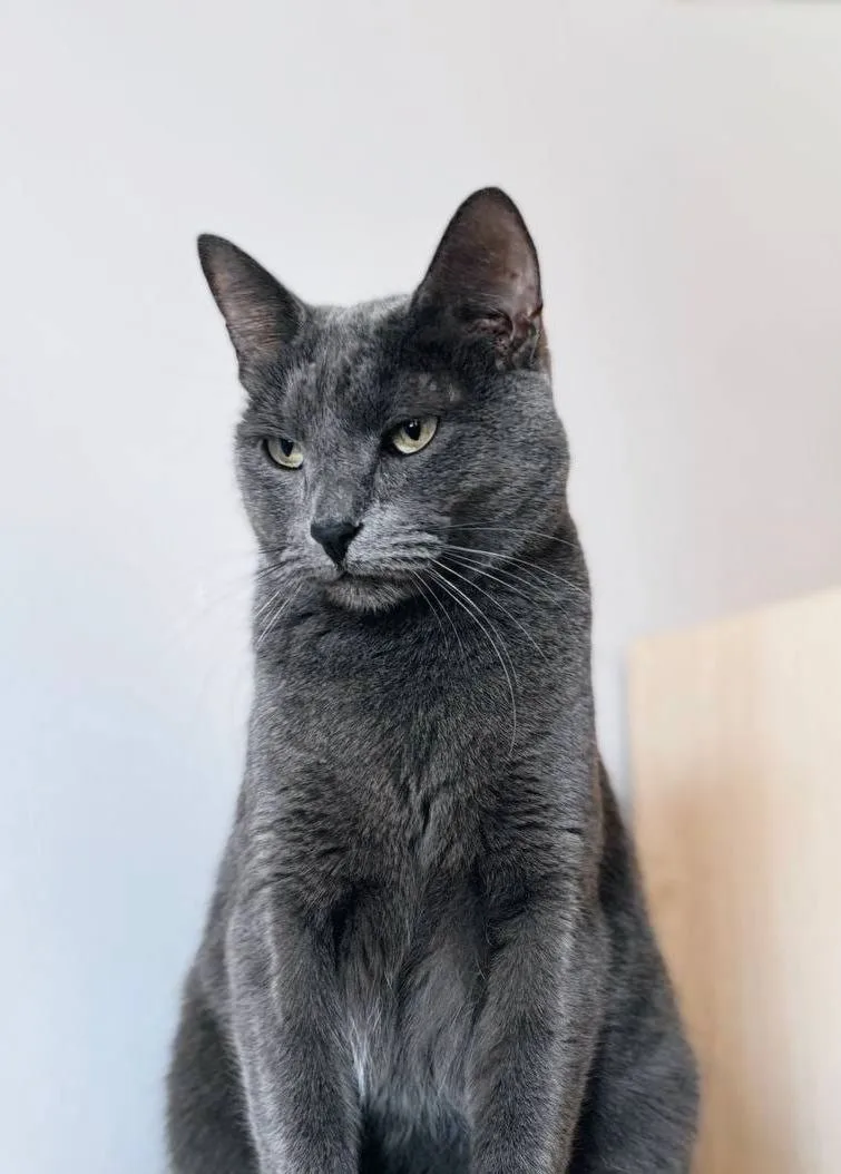Кошка Дэнни, кот, Meow Family, Москва. Фото 4 из 4.