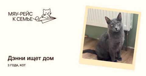 Дэнни — кошка Около 3 лет, Москва