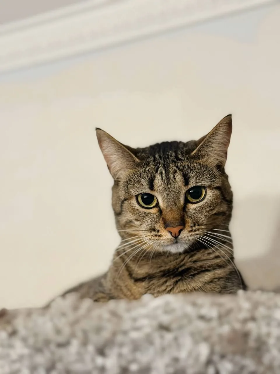 Кошка Вента, кошка, Meow Family, Москва. Фото 1 из 2.