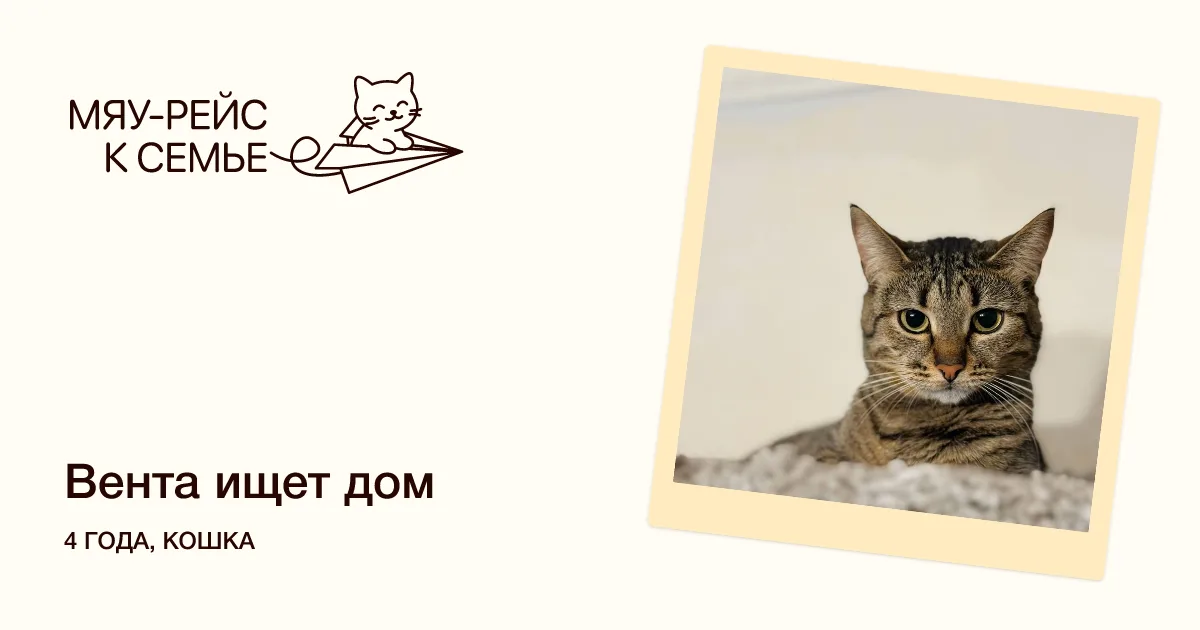Кошка Вента, кошка, Meow Family, Москва. Фото 1 из 2.