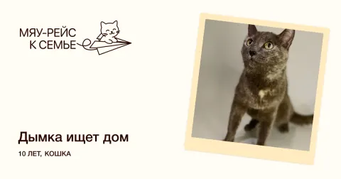 Дымка — кошка Около 10 лет, Москва