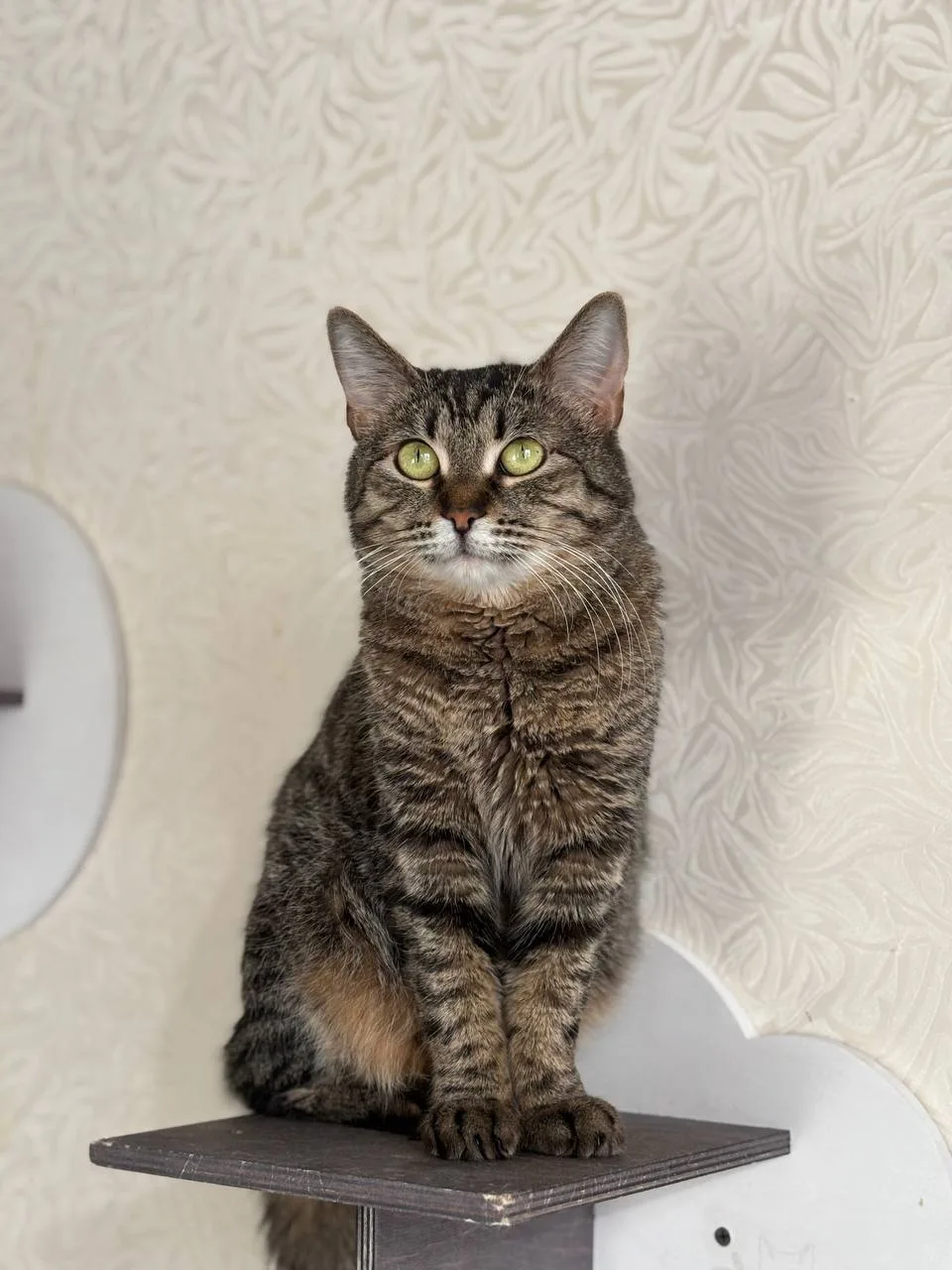 Кошка Долорес, кошка, Meow Family, Москва. Фото 2 из 4.