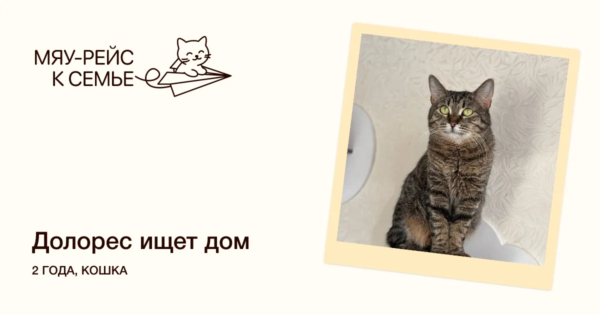 Кошка Долорес, кошка, Meow Family, Москва. Фото 5 из 5.