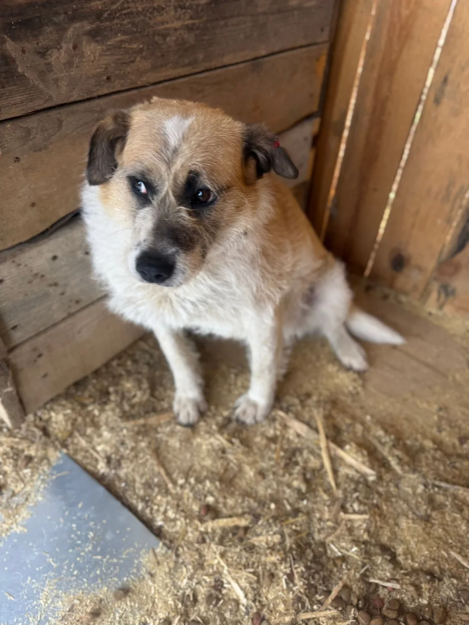 Собака Стэнли, кобель, АНО Центр помощи бездомным животным «Мишутка», Сысерть. Фото 6 из 10.