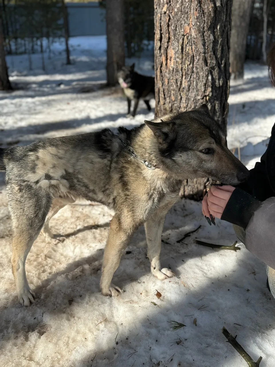 Собака Волчонок, кобель, АНО Центр помощи бездомным животным «Мишутка», Сысерть. Фото 2 из 10.