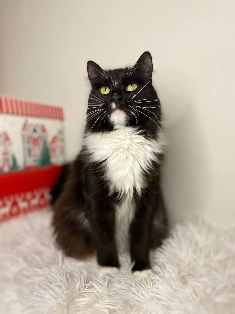 Кошка Миртл, кошка, Meow Family, Москва. Фото 2 из 4.