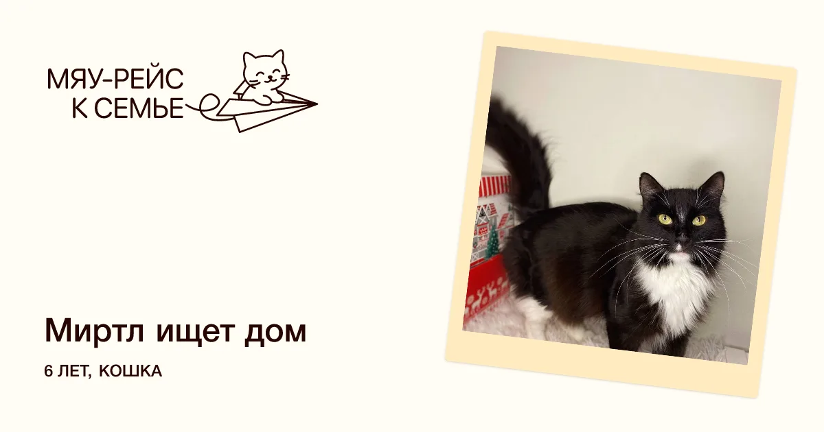 Кошка Миртл, кошка, Meow Family, Москва. Фото 1 из 5.