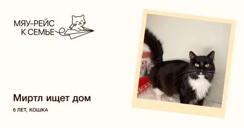 Миртл — кошка Около 6 лет, Москва