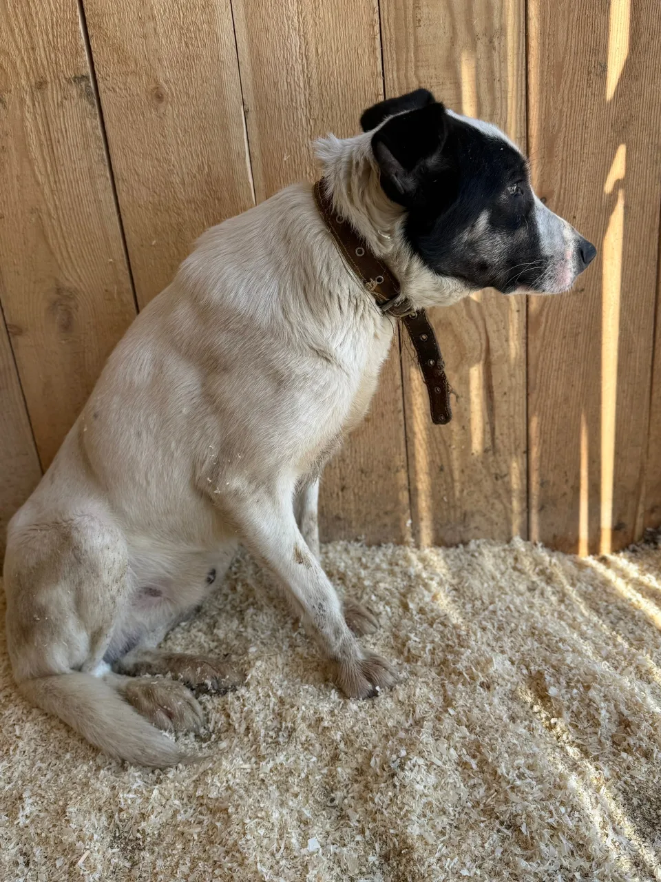 Собака Дружок, кобель, АНО Центр помощи бездомным животным «Мишутка», Сысерть. Фото 5 из 6.