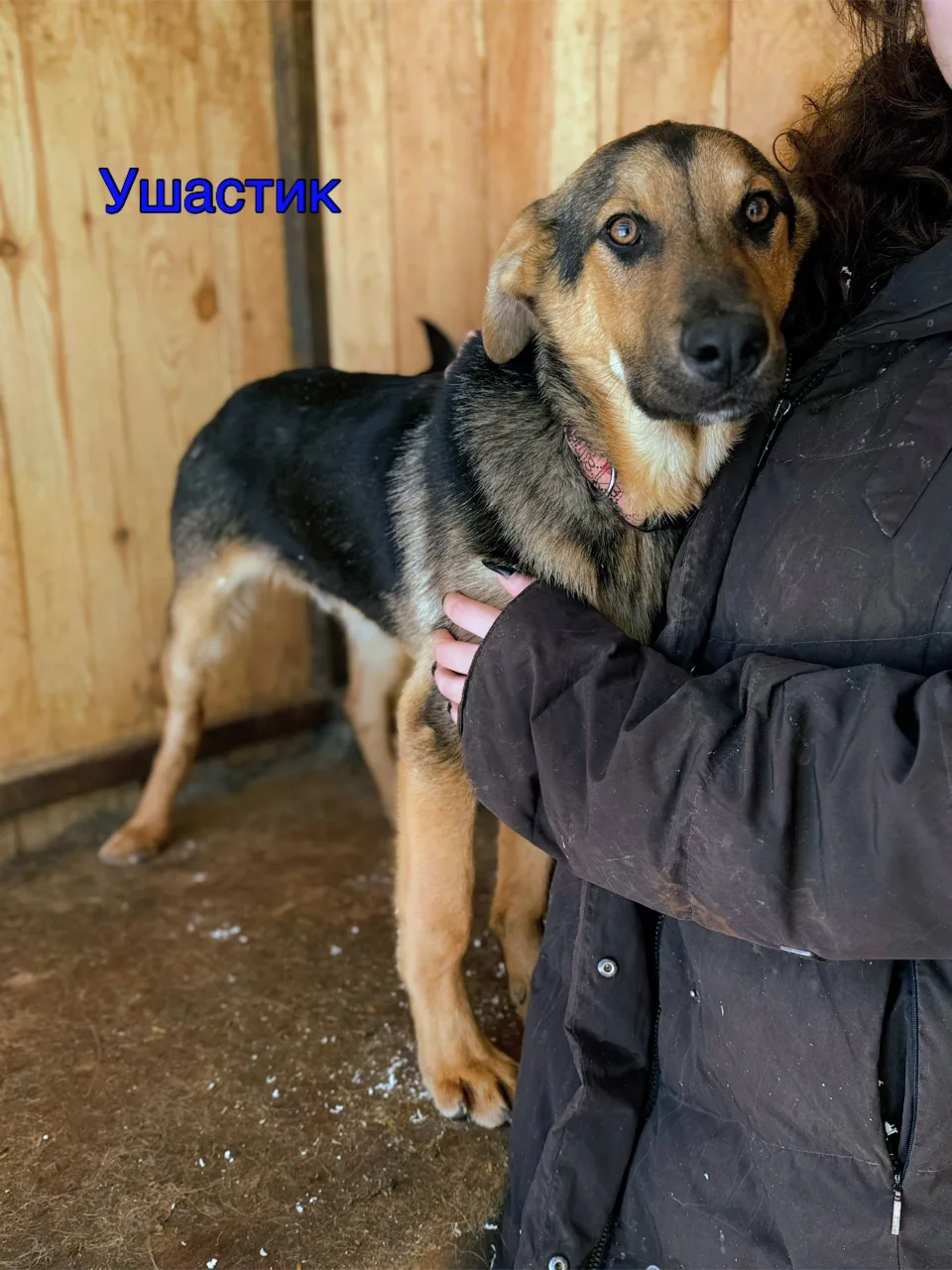 Собака Ушастик, кобель, АНО Центр помощи бездомным животным «Мишутка», Сысерть. Фото 1 из 1.