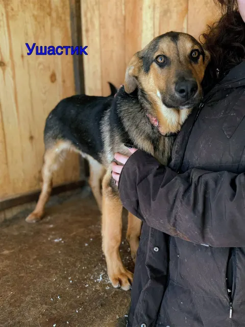 Ушастик — собака, Сысерть