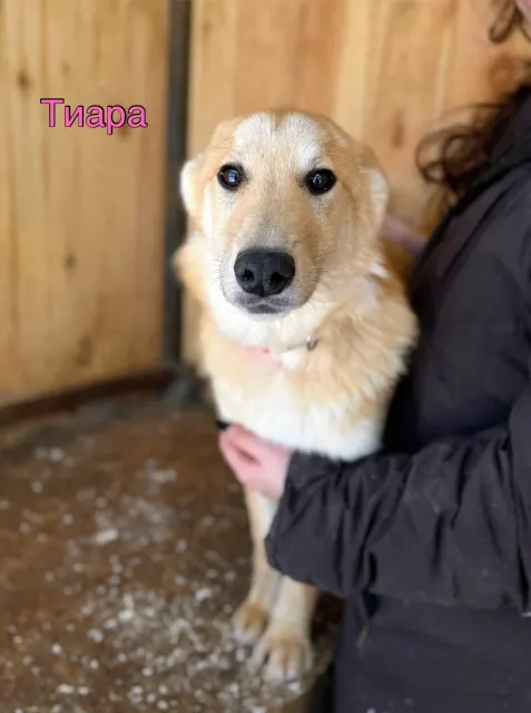 Тиара — собака, Сысерть
