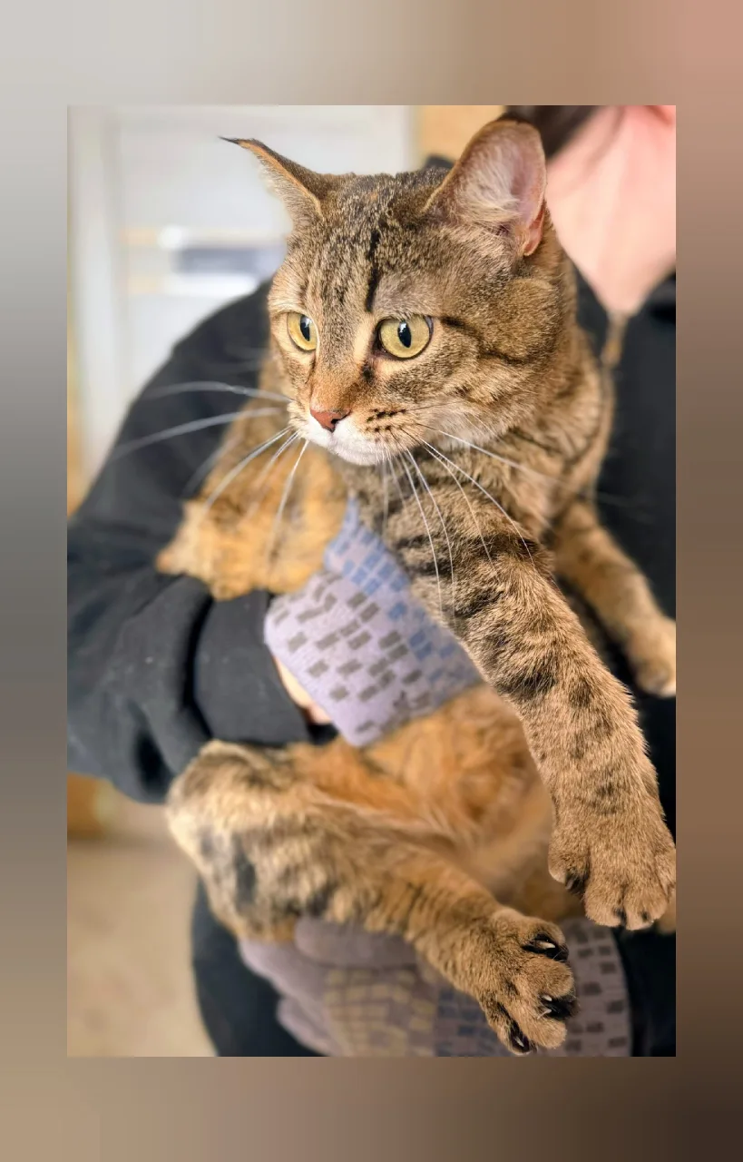 Кошка Стеша, кошка, АНО Центр помощи бездомным животным «Мишутка», Сысерть. Фото 2 из 9.