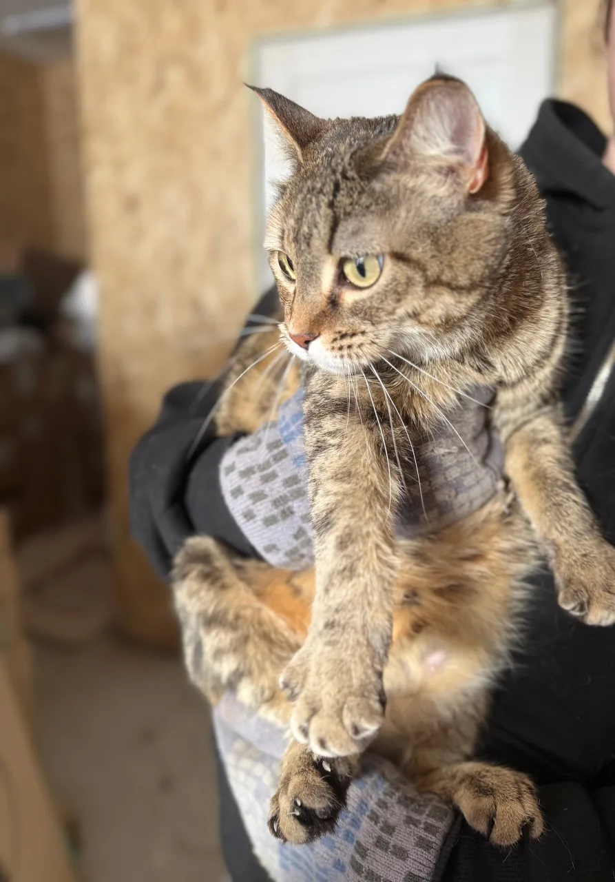 Кошка Стеша, кошка, АНО Центр помощи бездомным животным «Мишутка», Сысерть. Фото 9 из 9.
