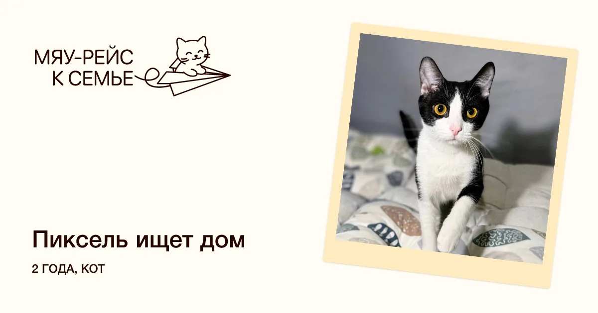 Кошка Пиксель, кот, Meow Family, Москва. Фото 1 из 5.