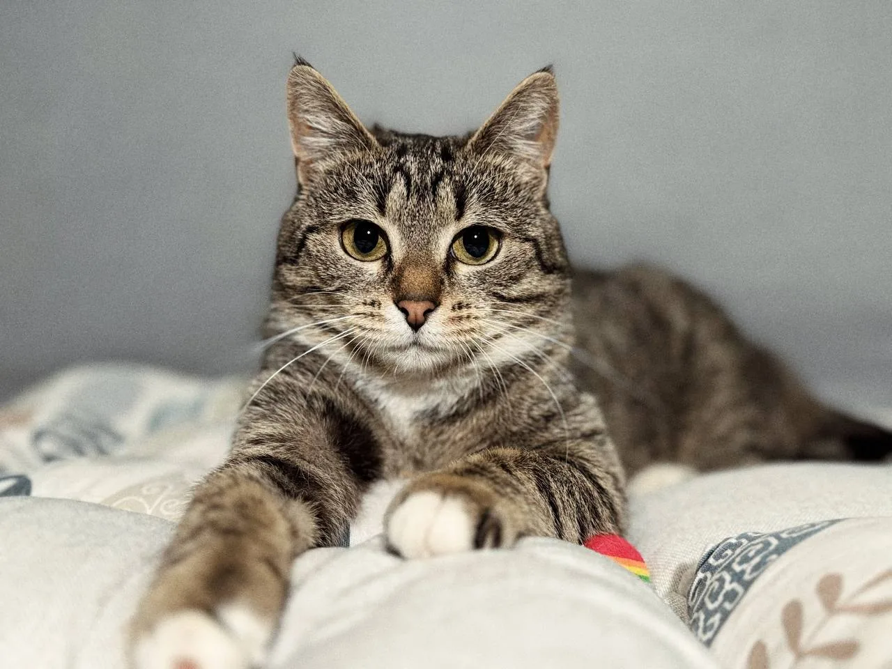 Кошка Пеппи, кошка, Meow Family, Москва. Фото 1 из 5.