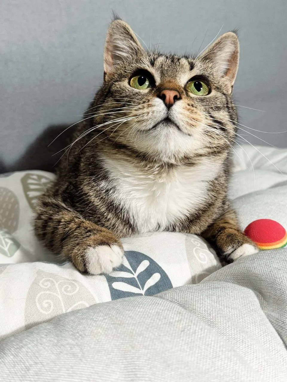 Кошка Пеппи, кошка, Meow Family, Москва. Фото 2 из 5.