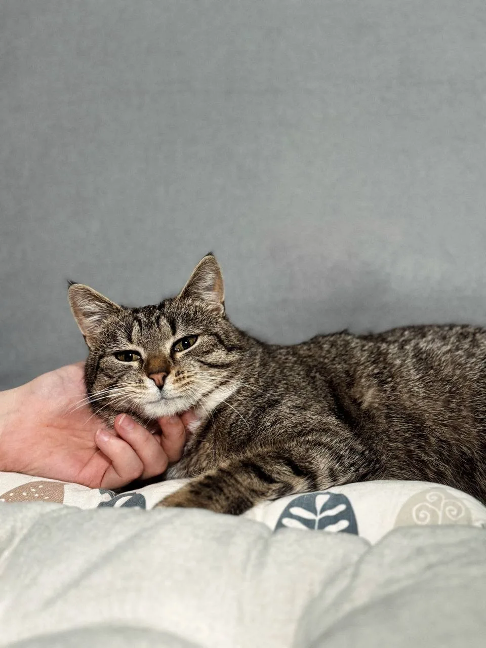 Кошка Пеппи, кошка, Meow Family, Москва. Фото 3 из 5.