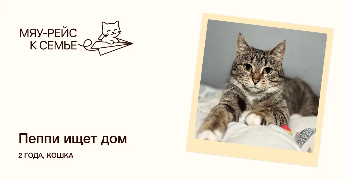 Кошка Пеппи, кошка, Meow Family, Москва. Фото 6 из 6.