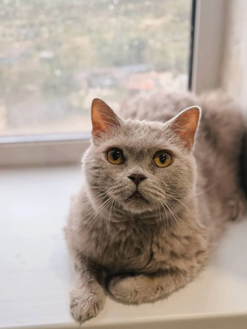 Кошка Маркиз, кот, Meow Family, Москва. Фото 1 из 6.