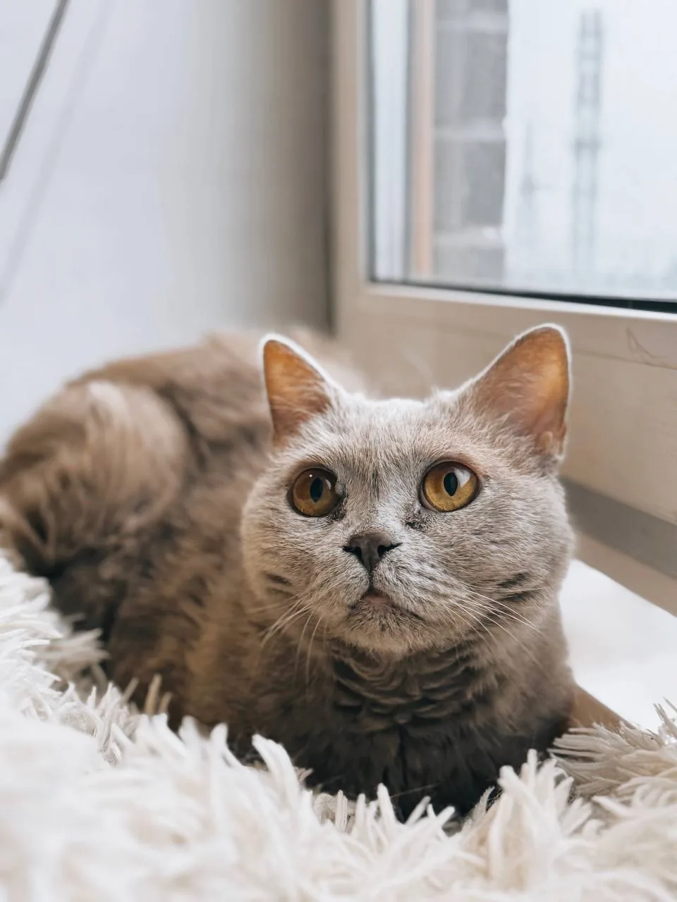 Кошка Маркиз, кот, Meow Family, Москва. Фото 2 из 6.