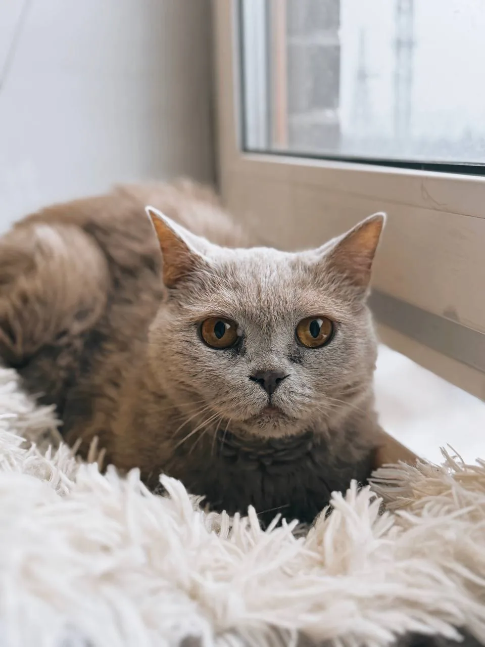 Кошка Маркиз, кот, Meow Family, Москва. Фото 3 из 6.