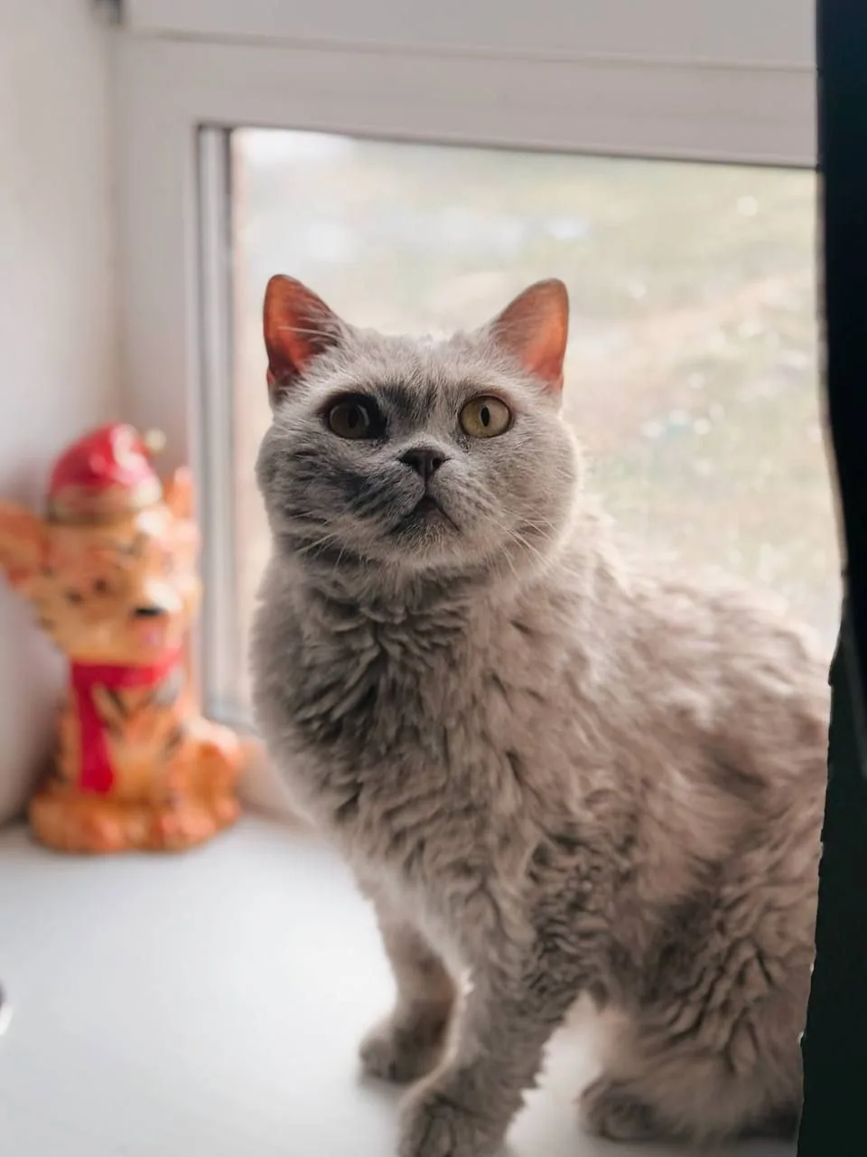 Кошка Маркиз, кот, Meow Family, Москва. Фото 4 из 6.