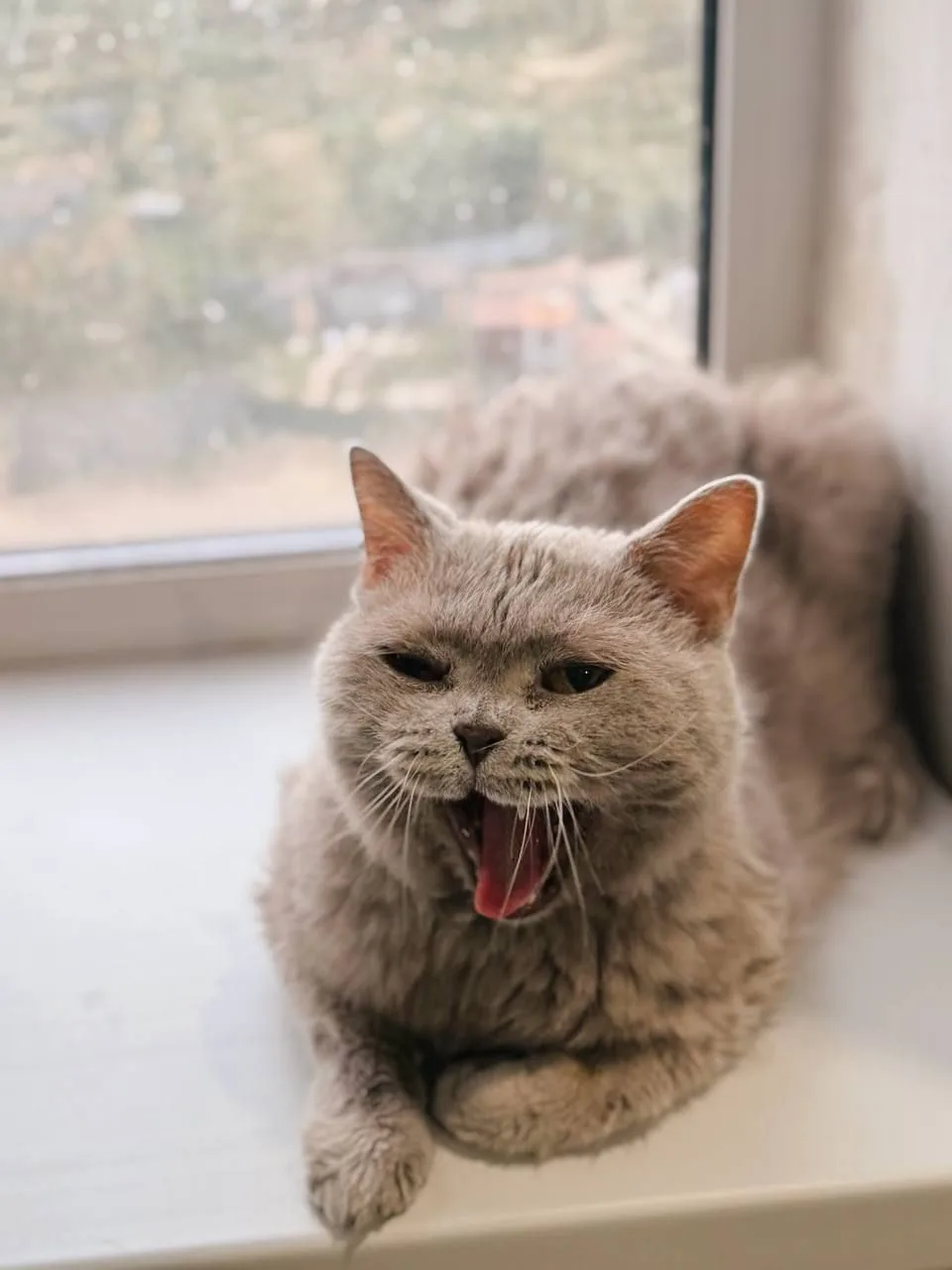 Кошка Маркиз, кот, Meow Family, Москва. Фото 5 из 6.