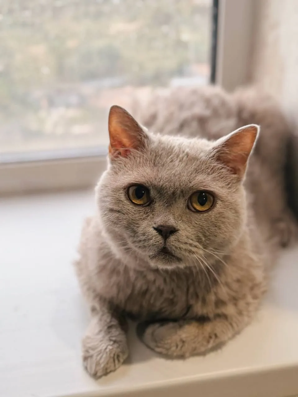 Кошка Маркиз, кот, Meow Family, Москва. Фото 6 из 6.