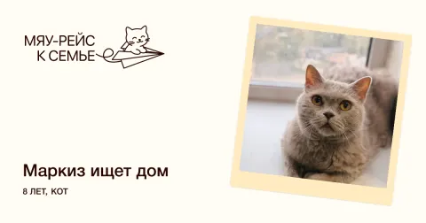 Маркиз — кошка Около 8 лет, Москва