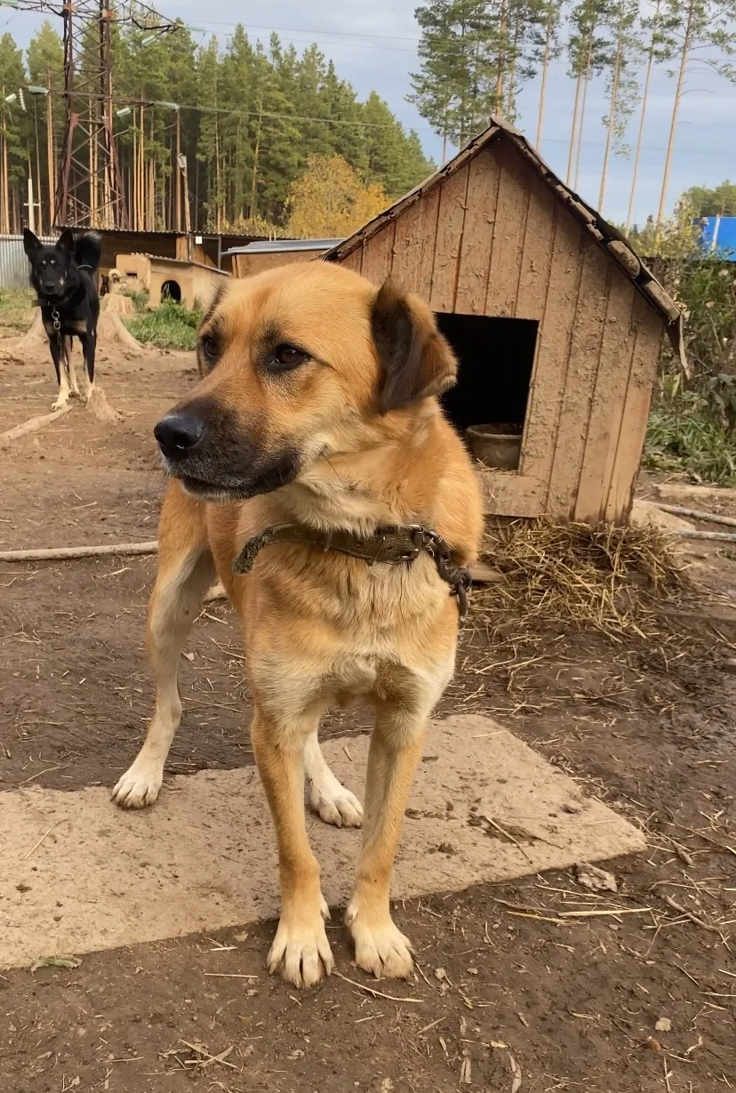 Собака Кощейка, кобель, АНО Центр помощи бездомным животным «Мишутка», Сысерть. Фото 5 из 5.