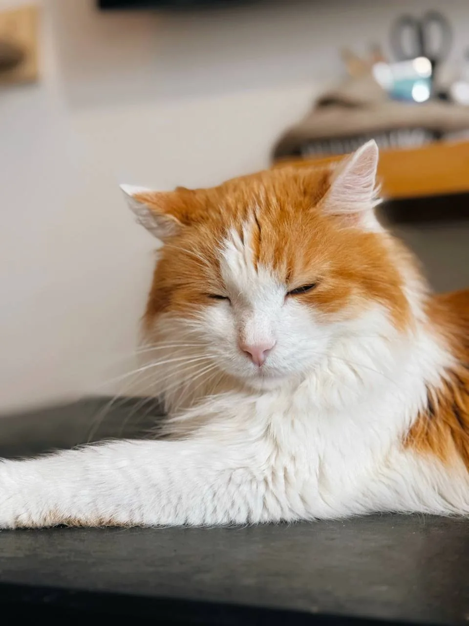 Кошка Чипс, кот, Meow Family, Москва. Фото 2 из 5.