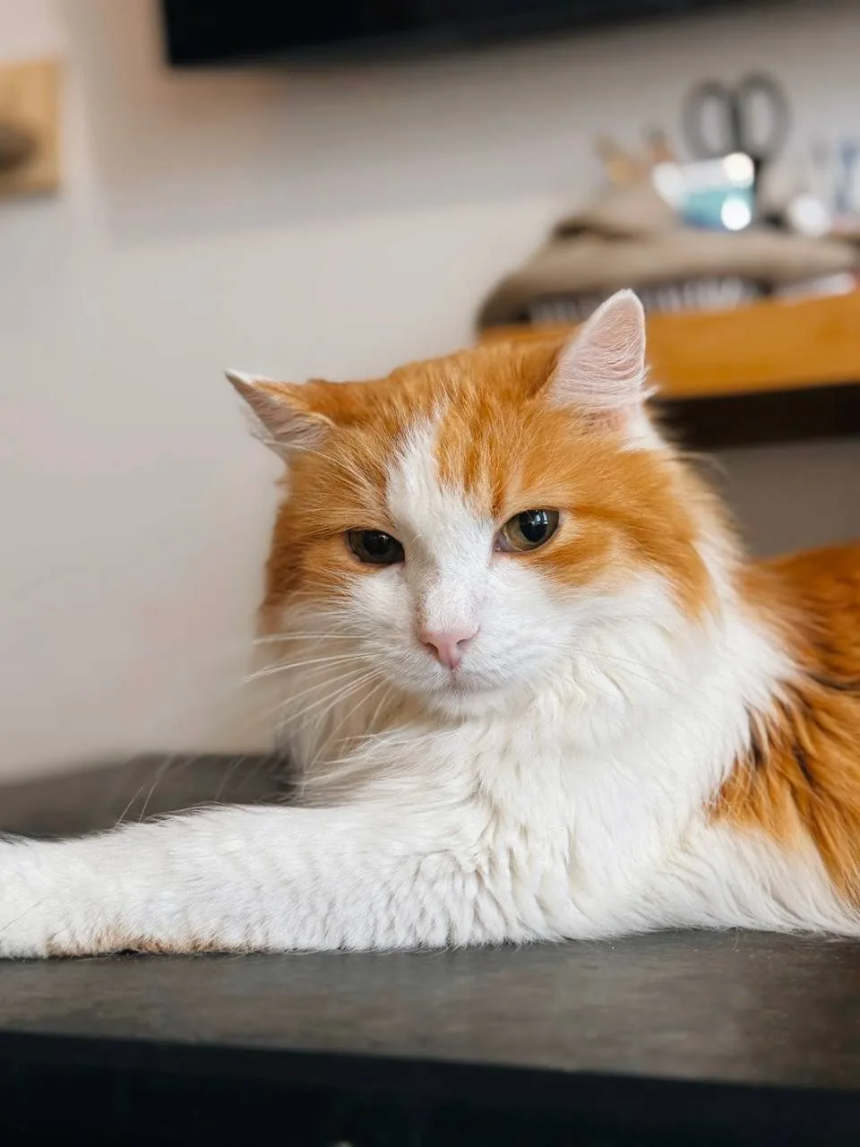 Кошка Чипс, кот, Meow Family, Москва. Фото 3 из 5.